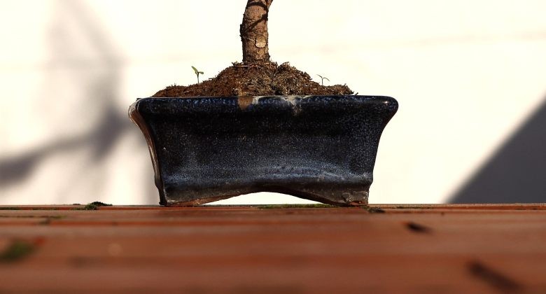 pot for growing bonsai from weed seeds