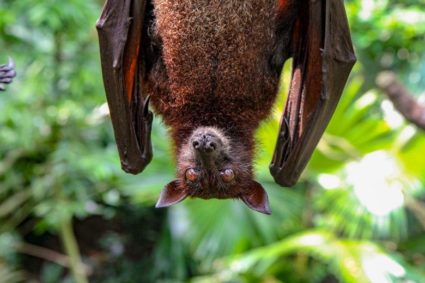 Bat-Guano: what is it and how to use it? | SensorySeeds