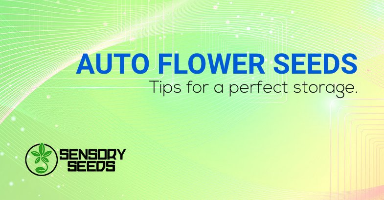 Auto flower cannabis seeds perfect storage