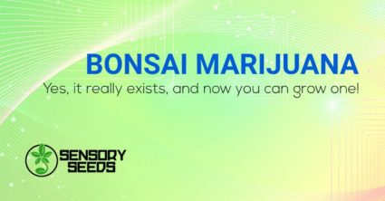Bonsai Marijuana grow one