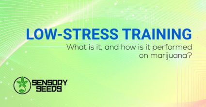 Low-stress Training what is it