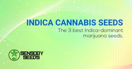 The 3 best Indica cannabis seeds