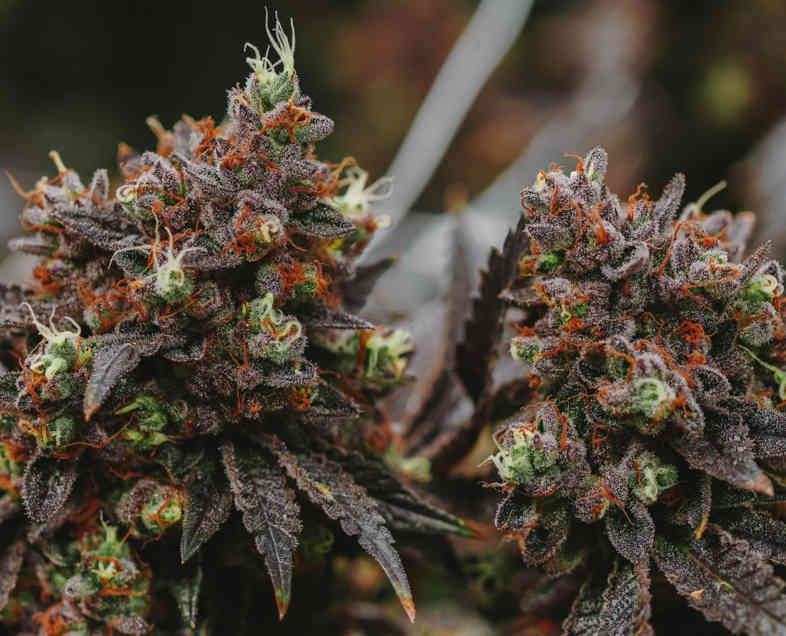 marijuana plants