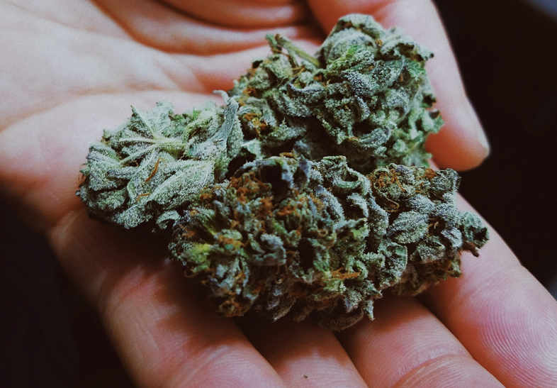 weed in the hand