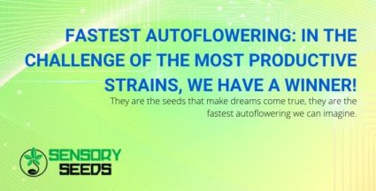 The winner for the fastest and most productive best autoflowering seed