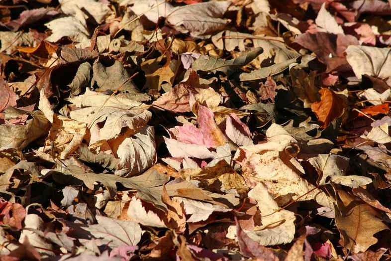 The ecological mulch