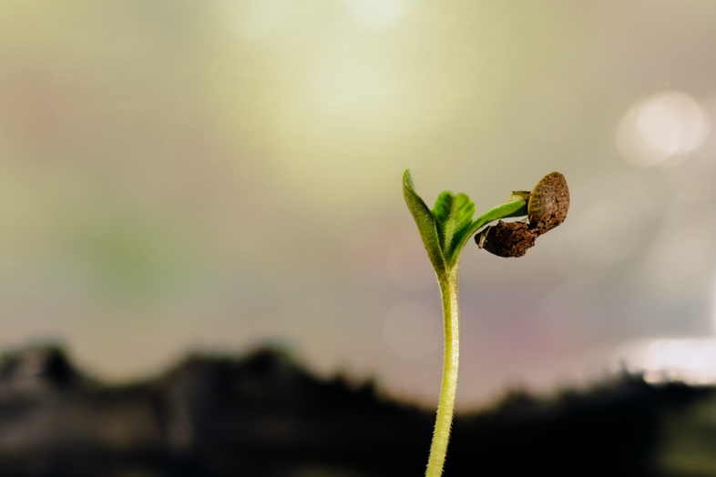 Using cotton to germinate cannabis seeds