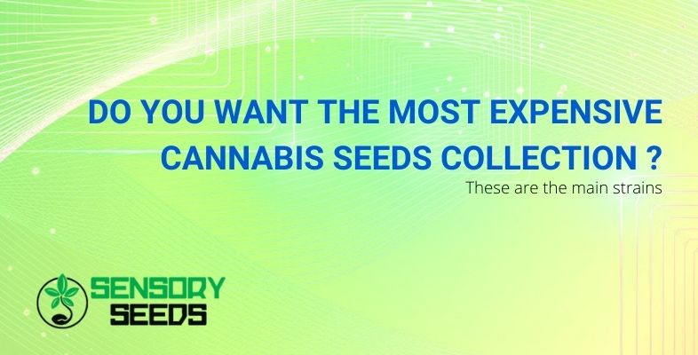 Do you want the most expensive cannabis seeds collection ? These are the main strains.