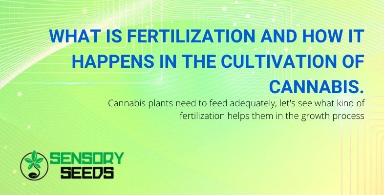Cannabis fertilization how it happens and what it is
