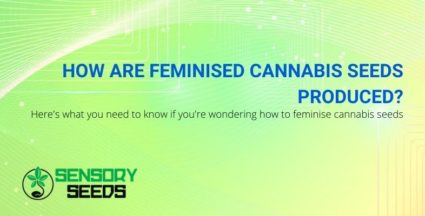 How are feminised cannabis seeds produced?