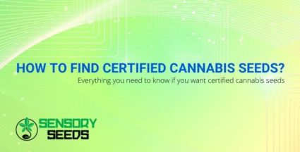 How to find certified cannabis seeds?