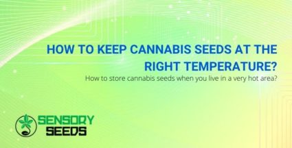 How to keep cannabis seeds at the right temperature?