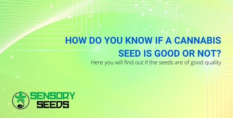 How do you know if a cannabis seed is good or not?