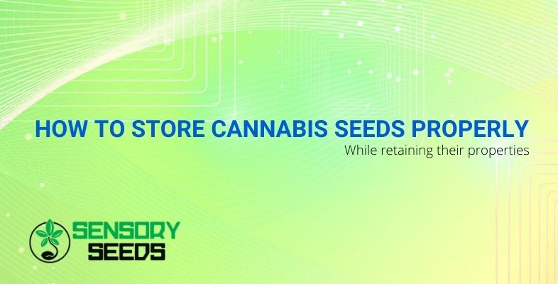 How to store cannabis seeds properly while retaining their properties?