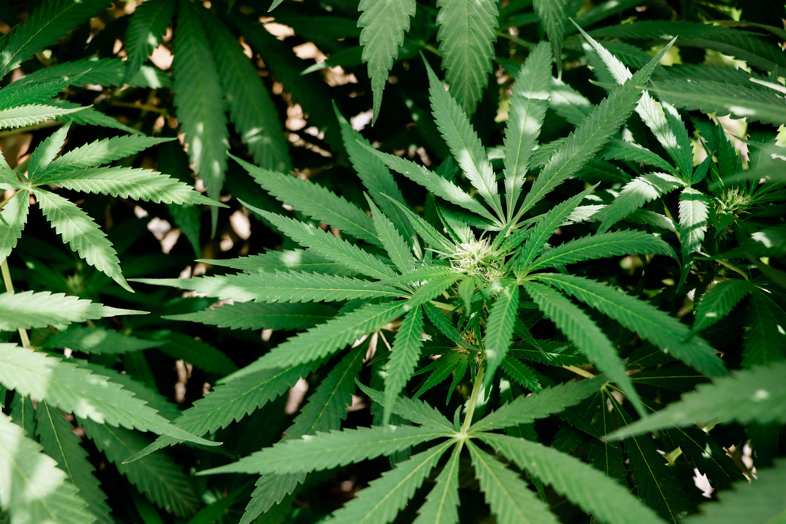 Has marijuana been legalized in Lugano?