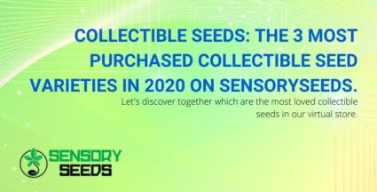Three most purchased seed varieties in 2020 on Sensoryseeds