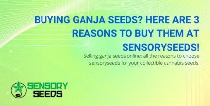 Buying ganja seeds at Sensoryseeds? Here are three reasons.