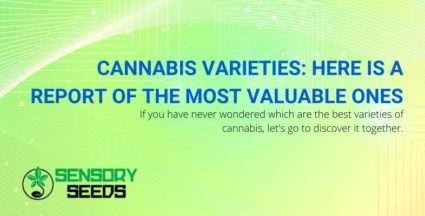 Report of the finest cannabis strains