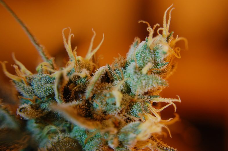 What are trichomes and what function they have