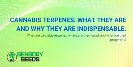 Cannabis terpenes: what are they,?