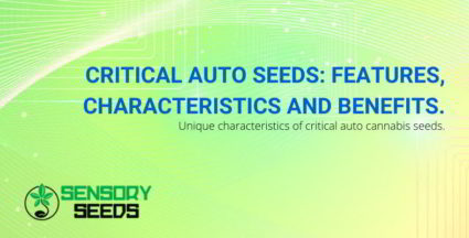 Critical Auto Seeds.