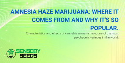 Marijuana Amnesia Haze: characteristics and effects.