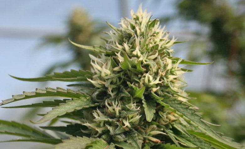 San Fernando Valley Kush and flowers: birth history.