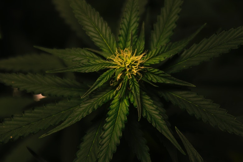 San Fernando Valley OG Kush: the mother of Lemon Blossom.