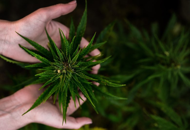 What is an hybrid strain of marijuana?