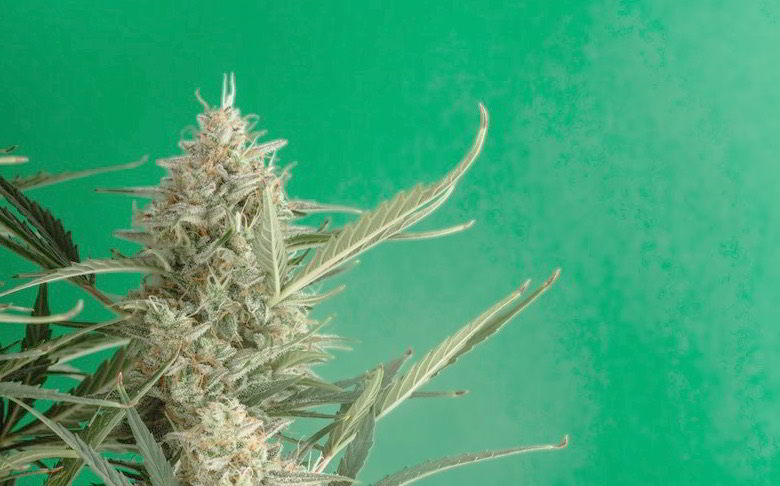 Godzilla glue yield cannabis plant.