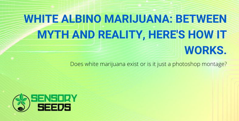 white marijuana: does it really exist?