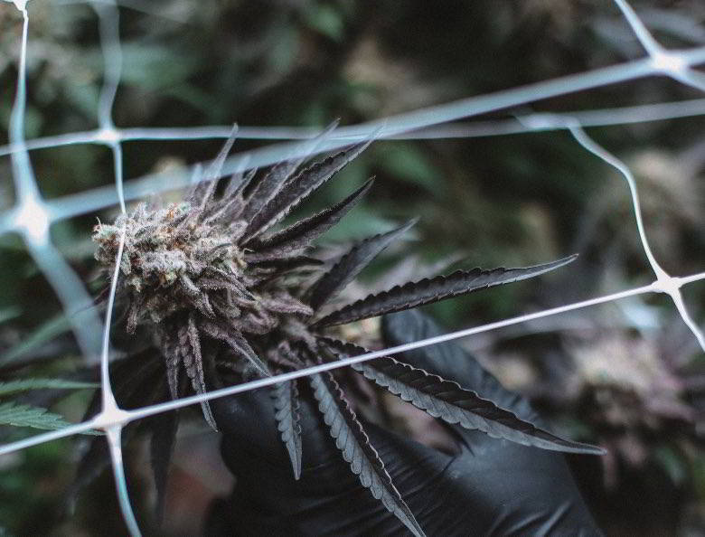 Autoflowering cannabis ruderalis.