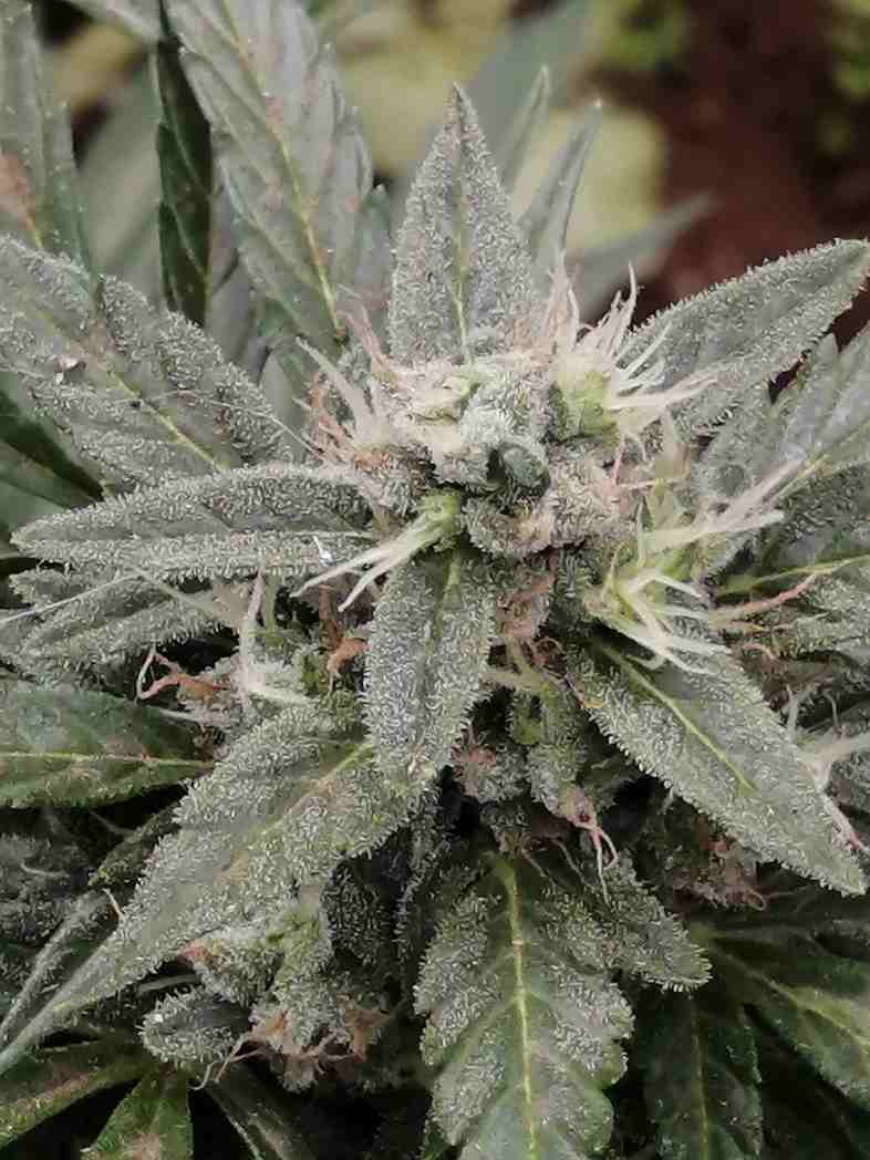 BSF Seeds Gelato XXL Auto: excellent product, from excellent parents.