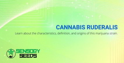 Cannabis ruderalis and characteristics.