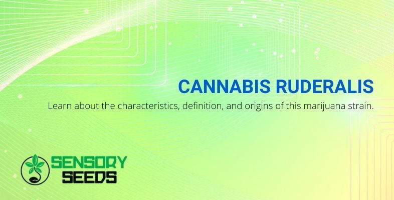 Cannabis ruderalis and characteristics.