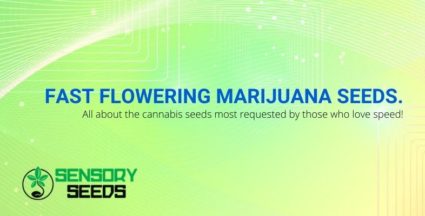 Everything you need to know about fast flowering cannabis seeds