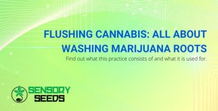 Flushing cannabis: washing marijuana roots