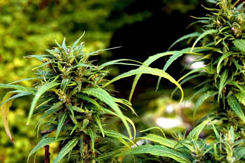 Growing cannabis outdoors: good idea?
