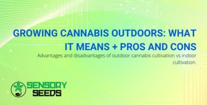 Growing cannabis outdoors: pros and cons.