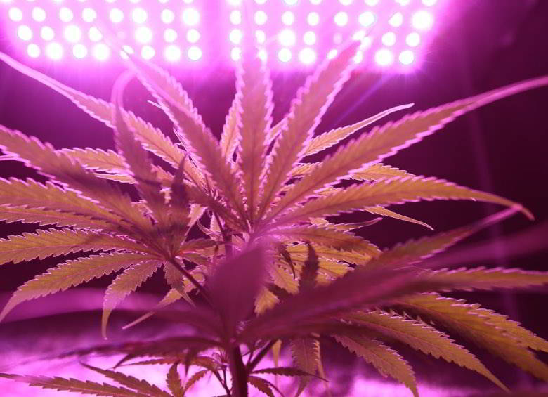 Illumination of an autoflowering cannabis plant.