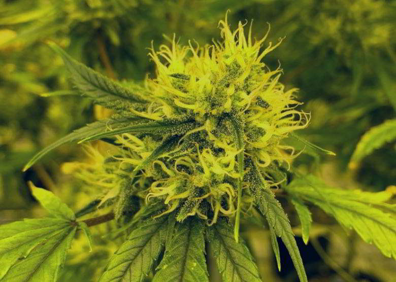 Yield of auto-flowering cannabis flowers.