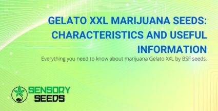 All information about the marijuana Gelato XXL from BSF seeds