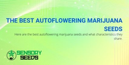 The characteristics of the best autoflowering marijuana seeds