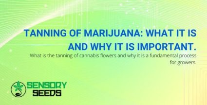 What is marijuana tanning and why is it important