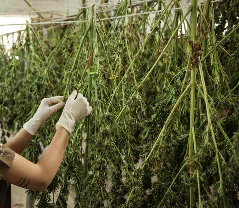 The tanning phase is preceded by the drying of the cannabis flowers