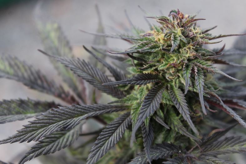 The top 5 of the best autoflowering marijuana seeds