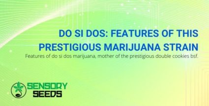 The characteristics of the Do Si Dos marijuana strain