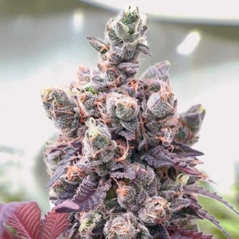 The powerful red Red Critical Auto