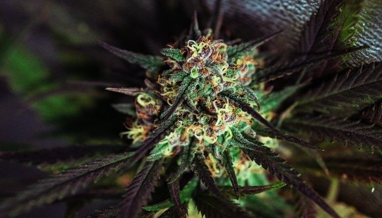 A robust cannabis plant