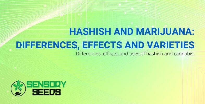 differences between hashish and marijuana, strain effects and uses